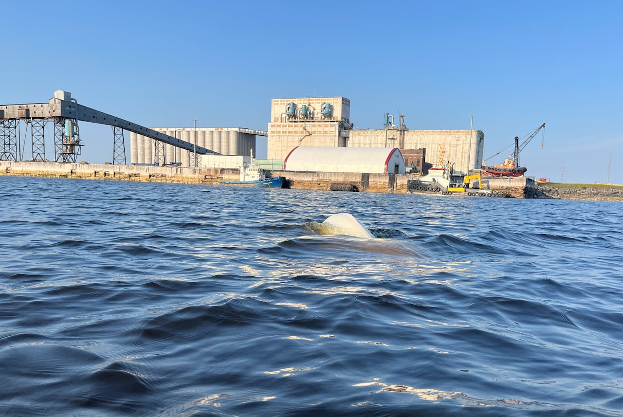 A beluga whale surfaces for air near the Port of Churchill.