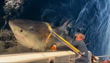 Atlantic's largest great white shark, named Contender, returns to Florida waters after a year
