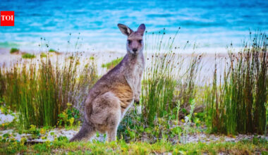 10 countries with the largest number of national parks