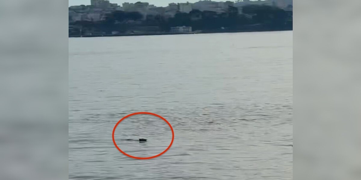 Alcatraz Island Visitor Does A Double Take When He Sees Someone Swim Up To Shore