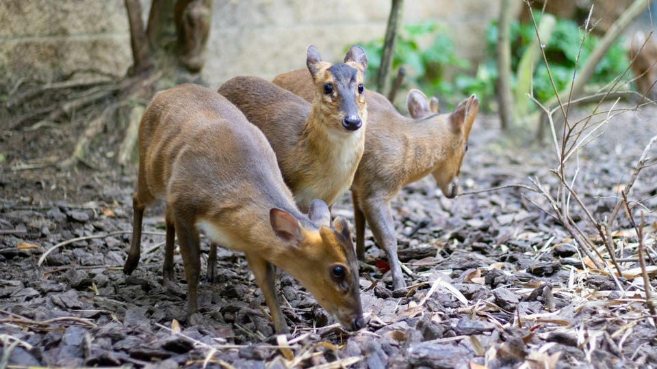 Closeup of adorable Vietnam mouse-deers (Tragulus versicolor) in the park