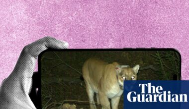 Blurry rats and coyotes with mange: the oddly thrilling subreddit dedicated to identifying wildlife | Culture