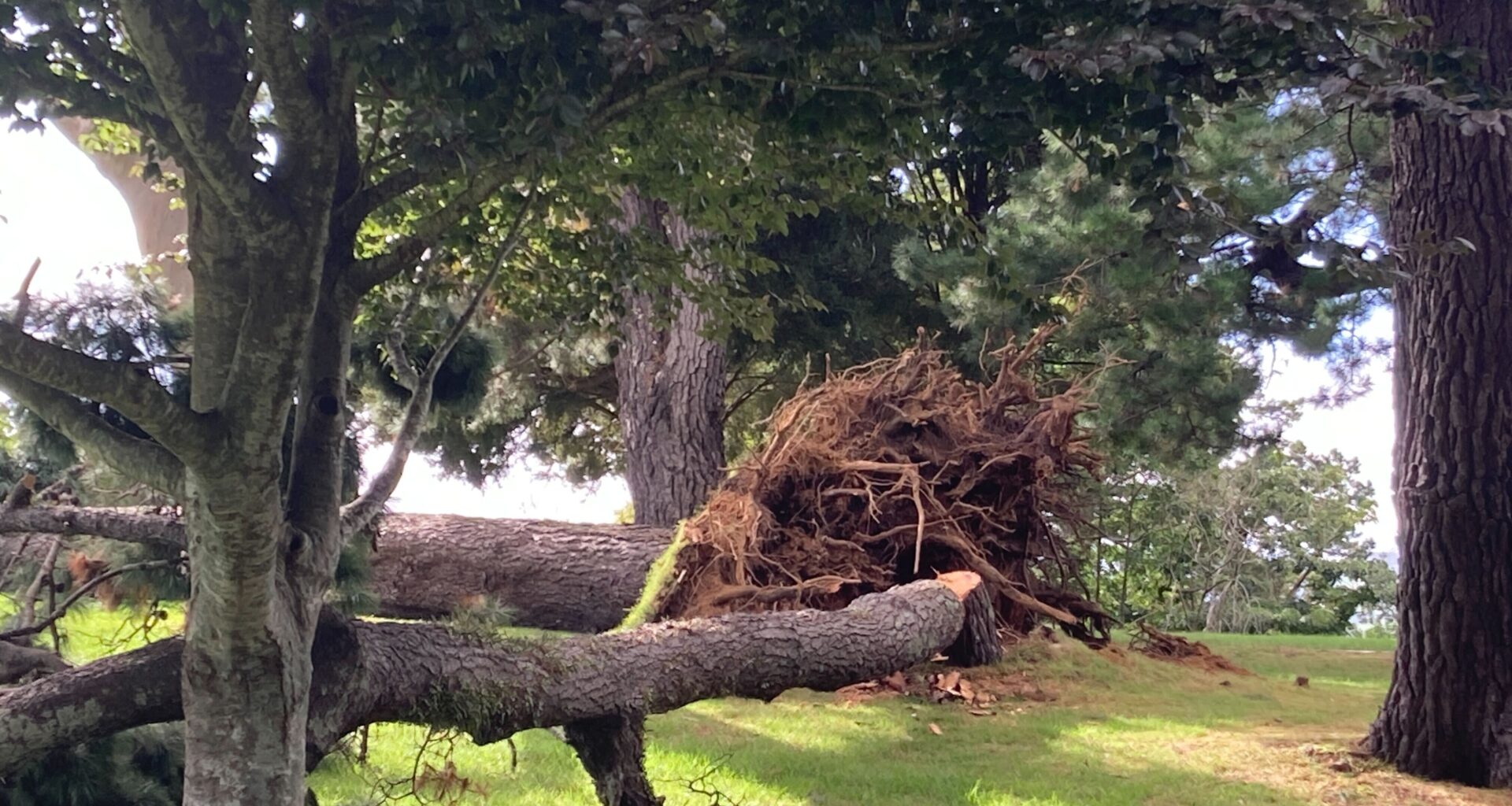 SunLive - Massive tree fall partly closes Yatton Park