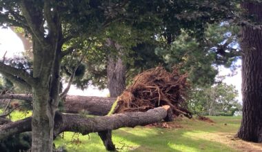 SunLive - Massive tree fall partly closes Yatton Park