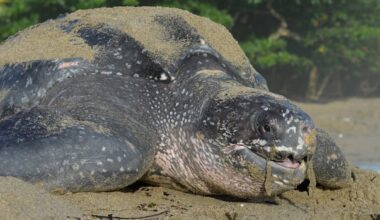 Turtle conservationist calls for action to fix Canso Causeway