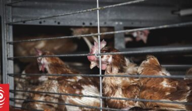 Animal rights group wants government to ban all caged hens