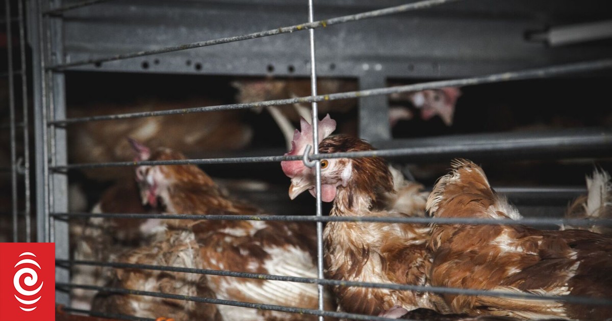 Animal rights group wants government to ban all caged hens