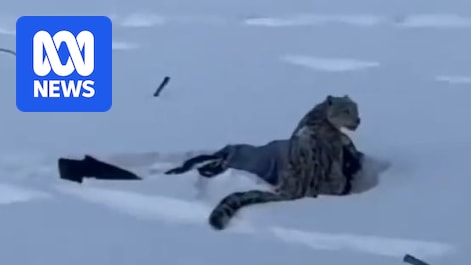 Tourist mauled by snow leopard while trying to take photo, Chinese media reports