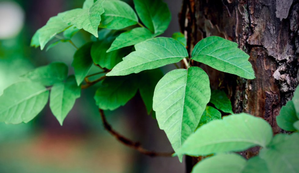 poison ivy, dangerous plants, poison plants, rashes, trees