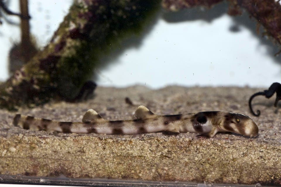 Epaulette shark