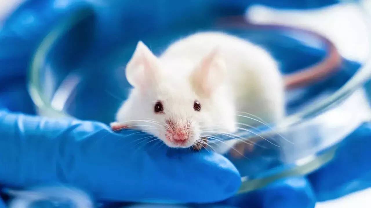 Spanish scientist finds cure for pancreatic cancer in major medical breakthrough