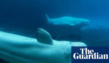Valium, health checks and fabric slings: the complex logistics of moving 30 beluga whales | Canada