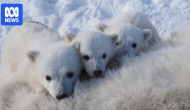 'Good news' for Norway's polar bears, which are growing fatter despite loss of sea ice