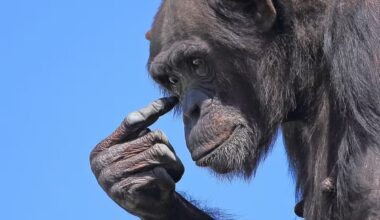 2-chimpanzee-dreamer