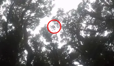 $10,000 reward offered to prove 'extinct' creature with haunting cry still lives