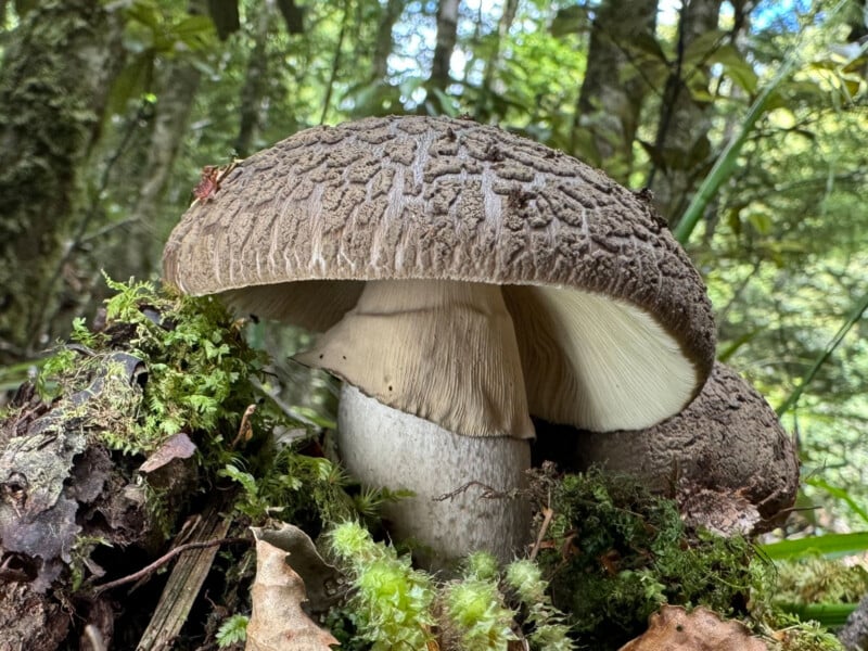 A large mushroom with a textured brown cap and white gills grows among moss, leaves, and small plants on a forest floor, with blurred green trees in the background.
