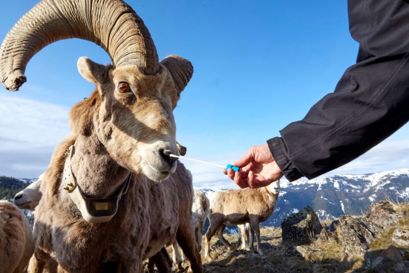 A person in a black jacket swabs the nose of a wild mountain sheep wearing a collar, with more sheep and snowy mountains visible in the background under a blue sky.