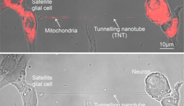 Images showing cells and tunnelling nanotube prior to and after mitochondrial transfer. After image has red coloring to show successful transfer.