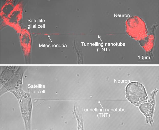 Images showing cells and tunnelling nanotube prior to and after mitochondrial transfer. After image has red coloring to show successful transfer.