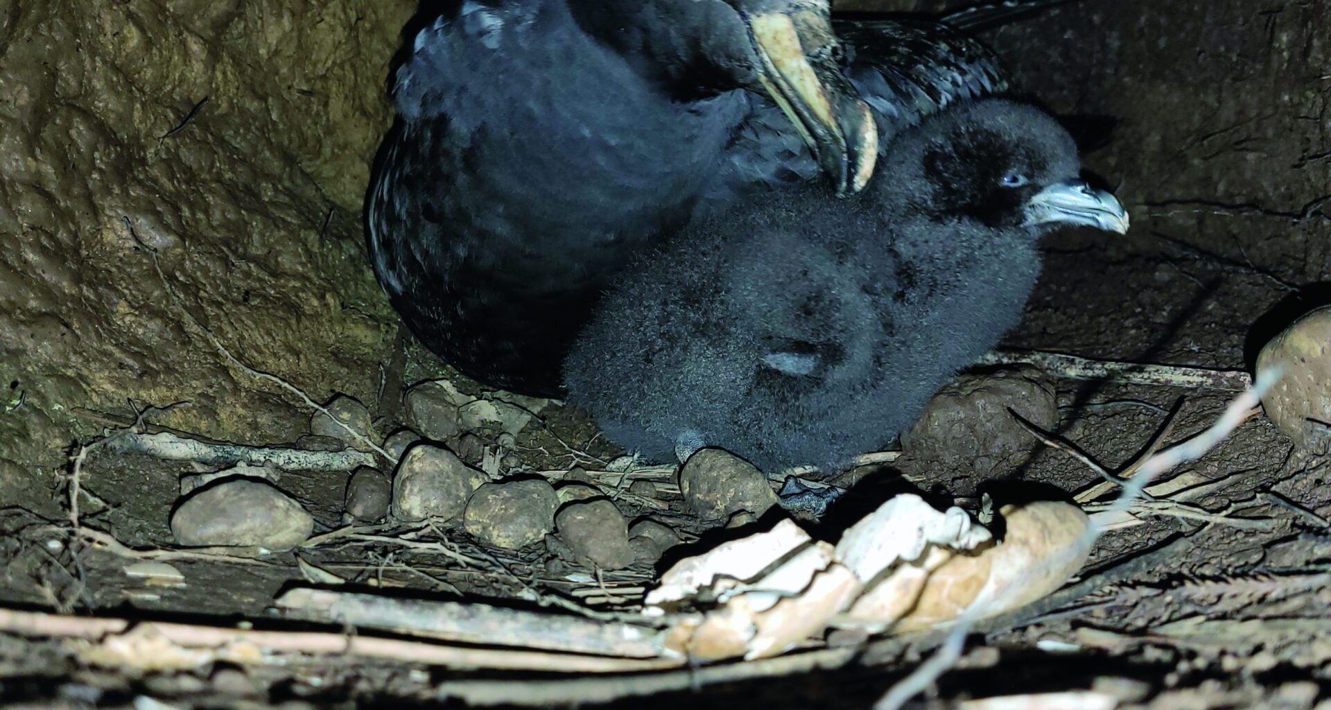 Feisty Westland petrel defies the odds