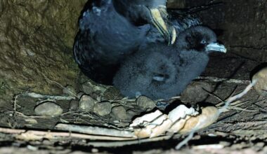 Feisty Westland petrel defies the odds