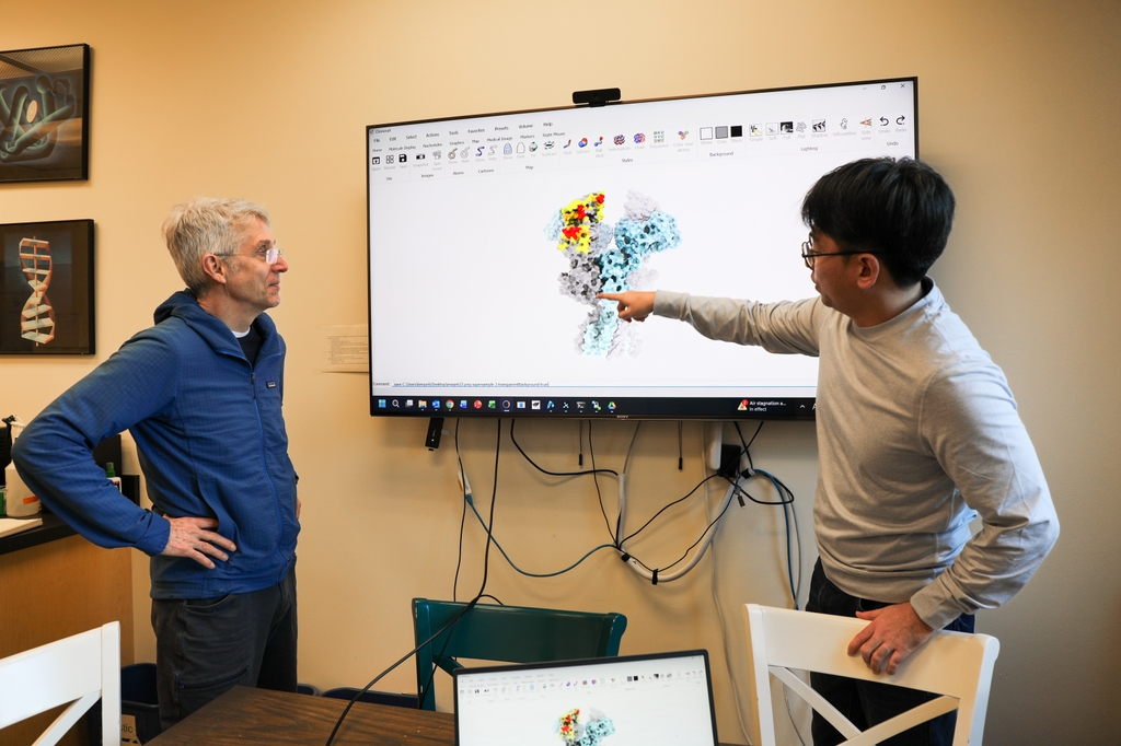 Using near-atomic imaging, OHSU researchers mapped where disease-associated autoantibodies bind to the extracellular domain of the NMDA receptor. The highlighted region — colored yellow through red, based on how frequently it is targeted — reveals small areas of the receptor recognized by autoantibodies in both mice and people with anti-NMDAR encephalitis, making it a promising target for future treatments. (OHSU/Christine Torres Hicks) Eric Gouaux, left, and Junhoe Kim, look over a large screen with an image model of the NMDA receptor.