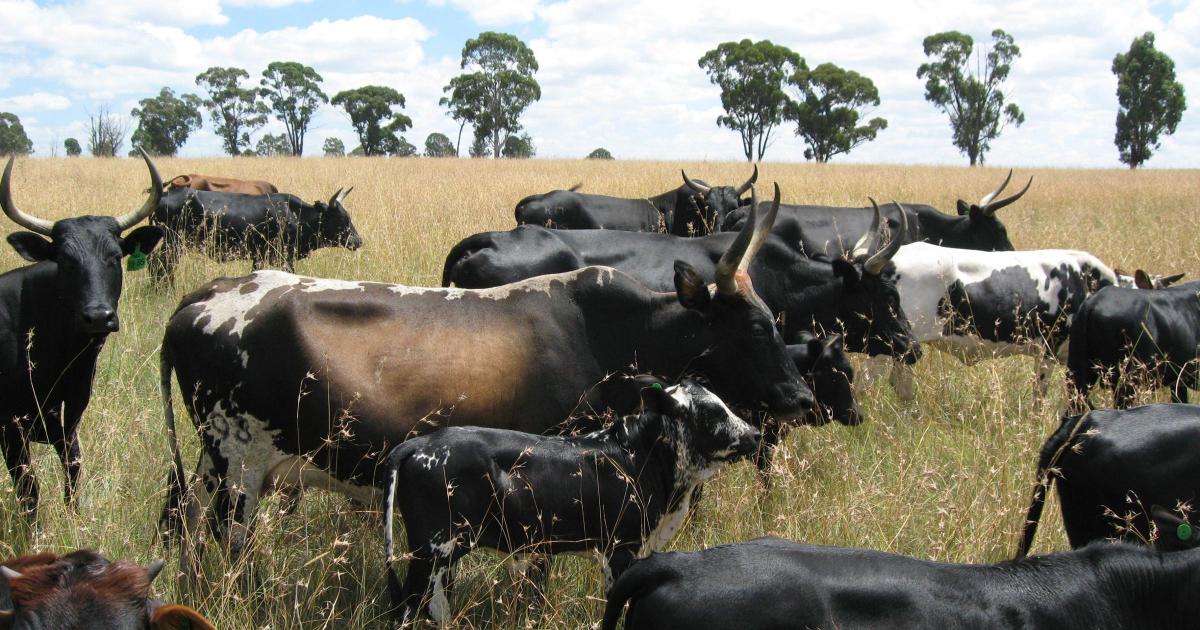 South African FMD outbreak deepens national crisis