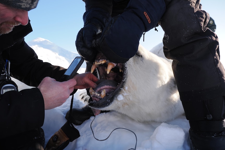 Researchers hold a polar bear's mouth open and take measurements.