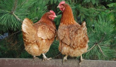 Bird flu found on Hiiumaa farm | News