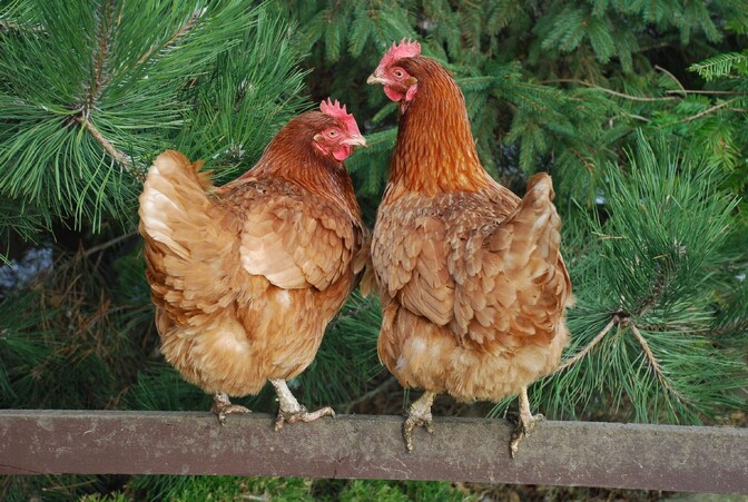 Bird flu found on Hiiumaa farm | News