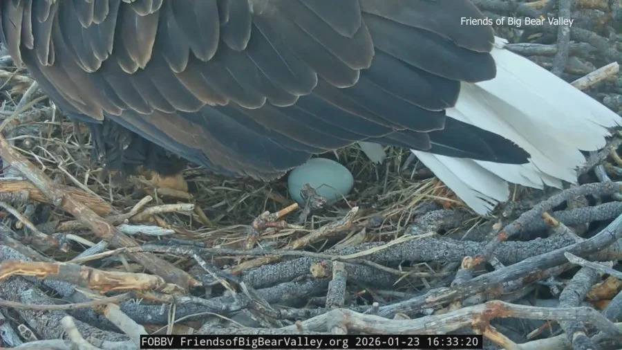 Big Bear bald eagles Jackie and Shadow welcome first egg of 2026. (FOBBV)