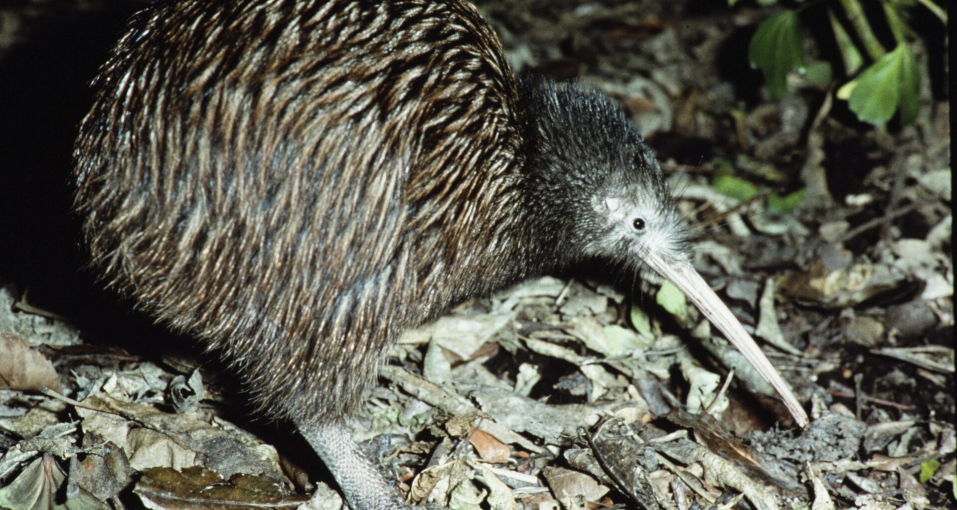 DoC forced to release report into kiwi whistleblower