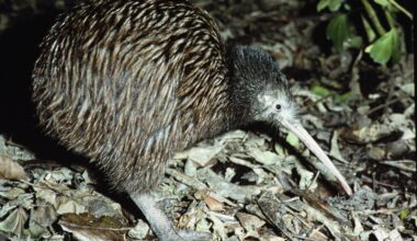 DoC forced to release report into kiwi whistleblower