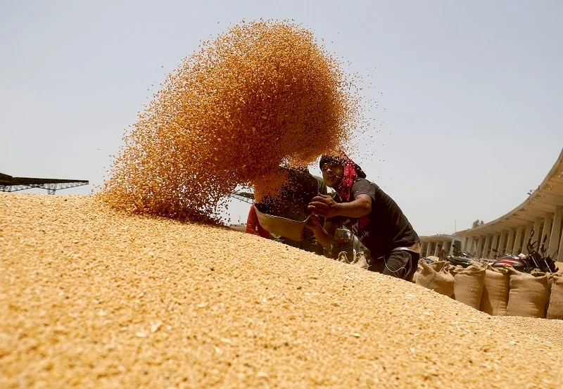 Increase in Local Production and Rising Prices Reduce Egypts Wheat Imports