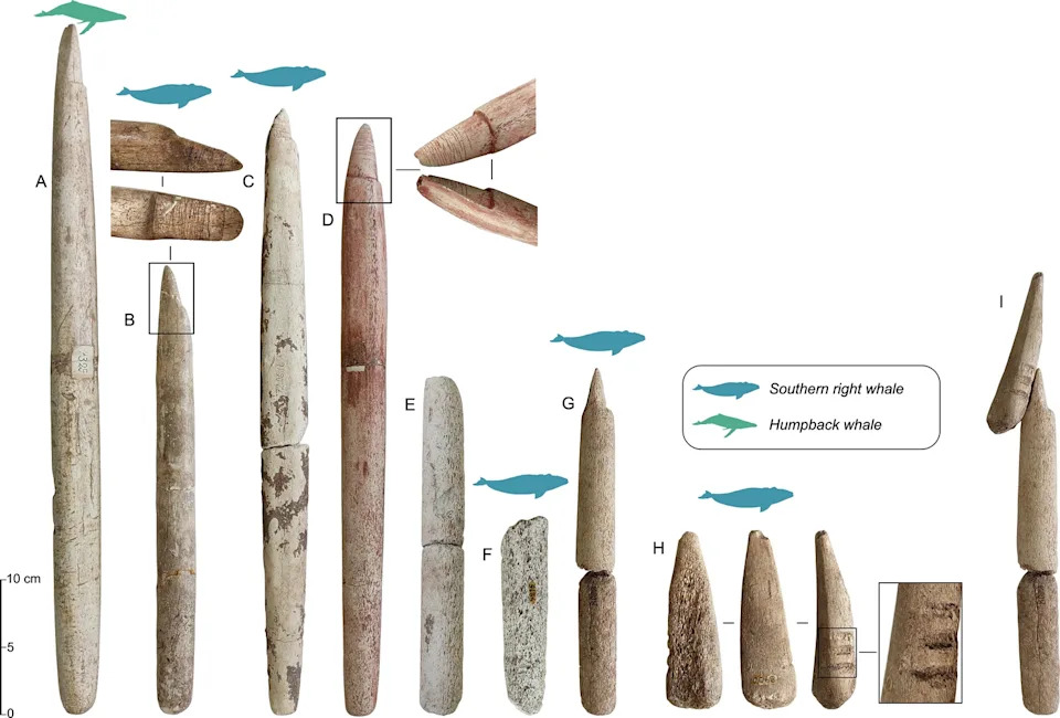 Composite figure of harpoon fragments made from humpback and southern right whale bones