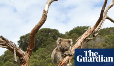 Australia’s koala paradox: why is the beloved marsupial endangered in parts but overabundant in others? | Wildlife