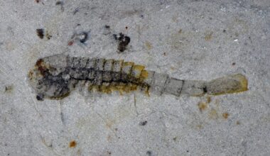 ‘Extraordinary’ trove of ancient species found in China quarry