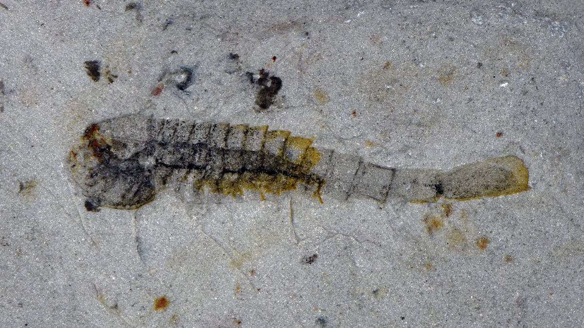 ‘Extraordinary’ trove of ancient species found in China quarry