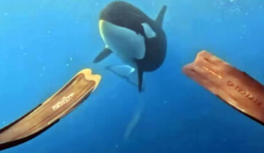 SunLive - Diver’s close-up moment off Coromandel coast