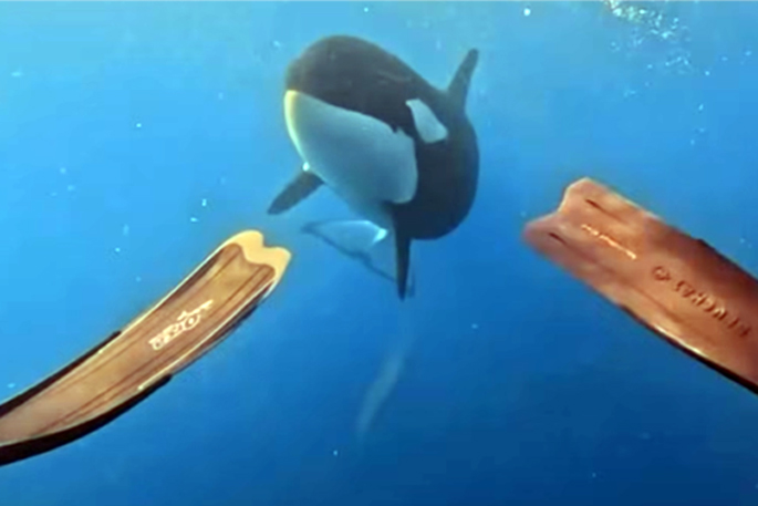 SunLive - Diver’s close-up moment off Coromandel coast