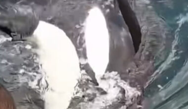 SunLive - Orca surprise for diver off Coromandel