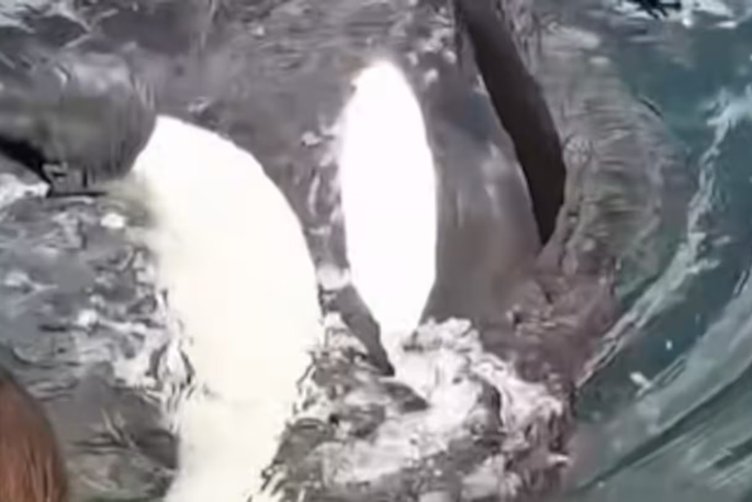 SunLive - Orca surprise for diver off Coromandel