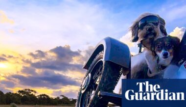 ‘I always knew my dogs loved the wind on their faces’: Thiago Bernardes de Souza’s best phone picture | Photography