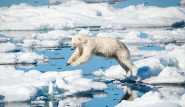 Polar bears grow fatter despite sea ice shrinking fast