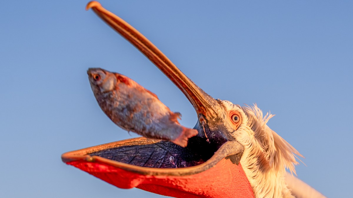 A pelican lunges for the camera — and other news in pictures