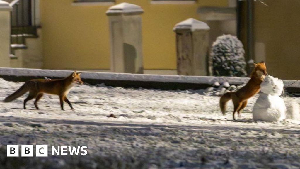 Foxes caught frolicking with snowman at Lincoln Cathedral