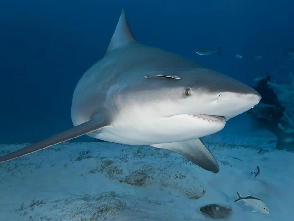 Bull Shark in Deep Water