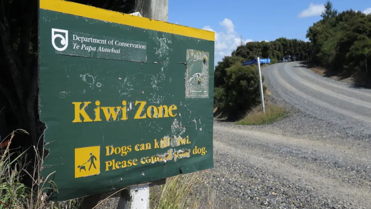 Death of Bay of Islands kiwis investigation continues with two dogs seized