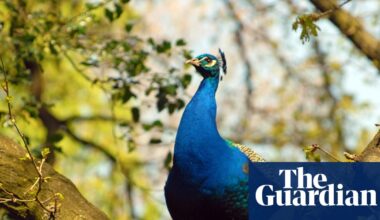 From scorpions to peacocks: the species thriving in London’s hidden microclimates | London