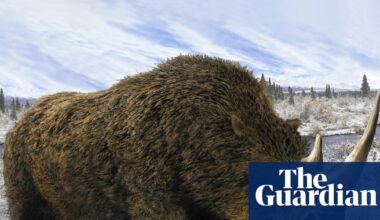 Wolf’s dinner preserved in Siberia for 14,400 years sheds light on woolly rhino | Extinct wildlife